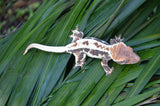 Frappuccino Crested Gecko