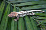 Frappuccino Crested Gecko