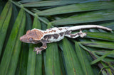 Frappuccino Crested Gecko