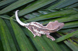 Frappuccino Crested Gecko