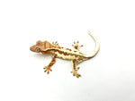 Frappuccino Crested Gecko