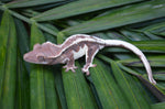 Frappuccino Crested Gecko