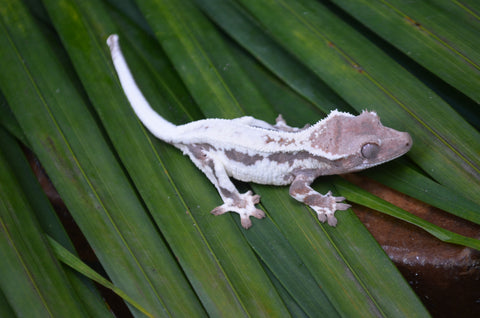 Frappuccino Crested Gecko