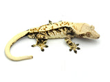 Tricolor Whitewall Crested Gecko