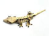 Tricolor Whitewall Crested Gecko