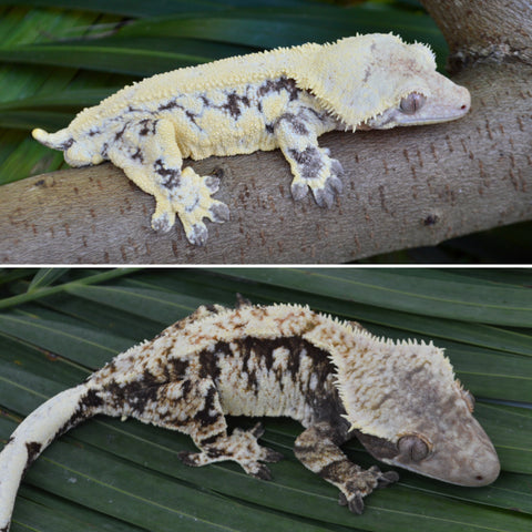 lily white crested gecko for sale High Expression Lilly White Crested Geckos for Sale – TikisGeckos