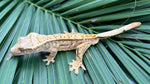 High Coverage Extreme Harlequin Pinstripe Crested Gecko