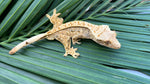 High Coverage Extreme Harlequin Pinstripe Crested Gecko