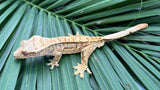 High Coverage Extreme Harlequin Pinstripe Crested Gecko