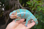 Panther Chameleon