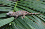 Red Blotched Gargoyle Gecko