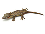 Striped Gargoyle Gecko