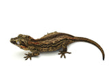 Striped Gargoyle Gecko