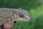 BREEDING PAIR of Orange Blotched Gargoyle Geckos