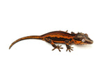 Red Super Striped Gargoyle Gecko (Young Blood offspring)
