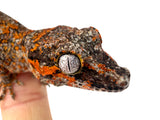 Red Super Blotched Gargoyle Gecko with face color (Deadpool line SuperBlotch)