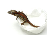 Orange Striped Gargoyle Gecko