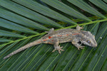 Orange Striped Gargoyle Gecko (Gravid?)