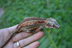 Orange Aberrant Striped Gargoyle Gecko