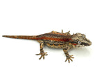 Orange Striped Gargoyle Gecko