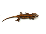Red Aberrant Striped Gargoyle Gecko (Deadpool Jr offspring)
