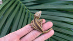 Striped Gargoyle Gecko