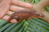 Orange Striped Gargoyle Gecko (White Boy offspring)