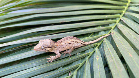 Striped Gargoyle Gecko