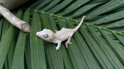 Reticulated Banded Gargoyle Gecko