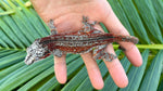 Red Striped Gargoyle Gecko