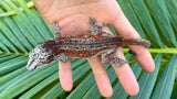 Red Striped Gargoyle Gecko