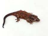 Adult Female Gargoyle Gecko (Pet Only)