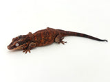 Adult Female Gargoyle Gecko (Pet Only)