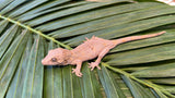 Red Striped Gargoyle Gecko (Phantom group)