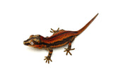 Red Striped Gargoyle Gecko (Eyebrows) Mr.Perfect HOLDBACK