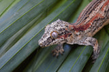 Orange Aberrant Striped Gargoyle Gecko