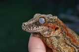 Adult Female Orange Striped Gargoyle Gecko