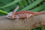 Red 6 Striped Gargoyle Gecko