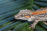 Orange Striped Gargoyle Gecko (White Boy offspring)