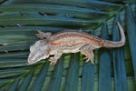 Adult Female Orange Striped Gargoyle Gecko (Gravid?)