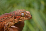 Orange Striped Gargoyle Gecko (White Boy offspring)