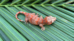 Red Banded Blotched Gargoyle Gecko