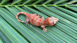 Red Banded Blotched Gargoyle Gecko