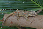 Orange Striped Gargoyle Gecko (Gravid?)