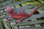 Red Striped Gargoyle Gecko