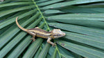 Striped Gargoyle Gecko