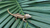 Striped Gargoyle Gecko