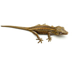Striped Gargoyle Gecko