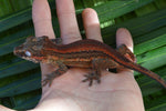 Red Striped Gargoyle Gecko (Phantom group)