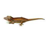 Red Striped Gargoyle Gecko (Pennywise offspring)